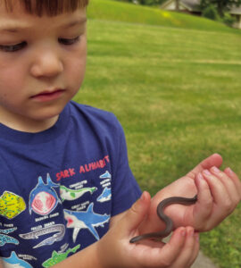 Most snakes are more friend than foe