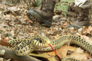 Snake Identification