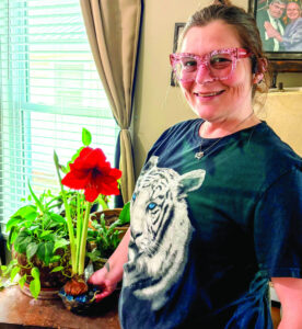 Growing an amaryllis indoors